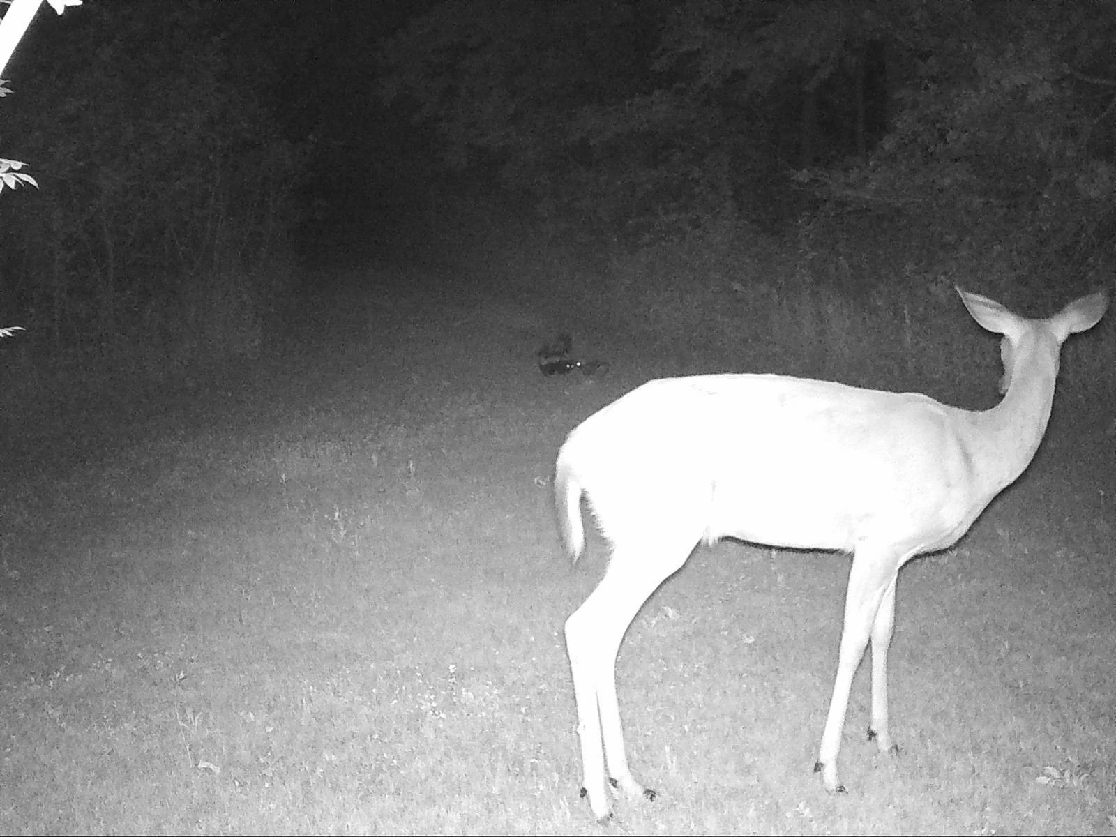 Pepin_Deer_Cottontail_Skunk_SSWI000000017839587B.jpg